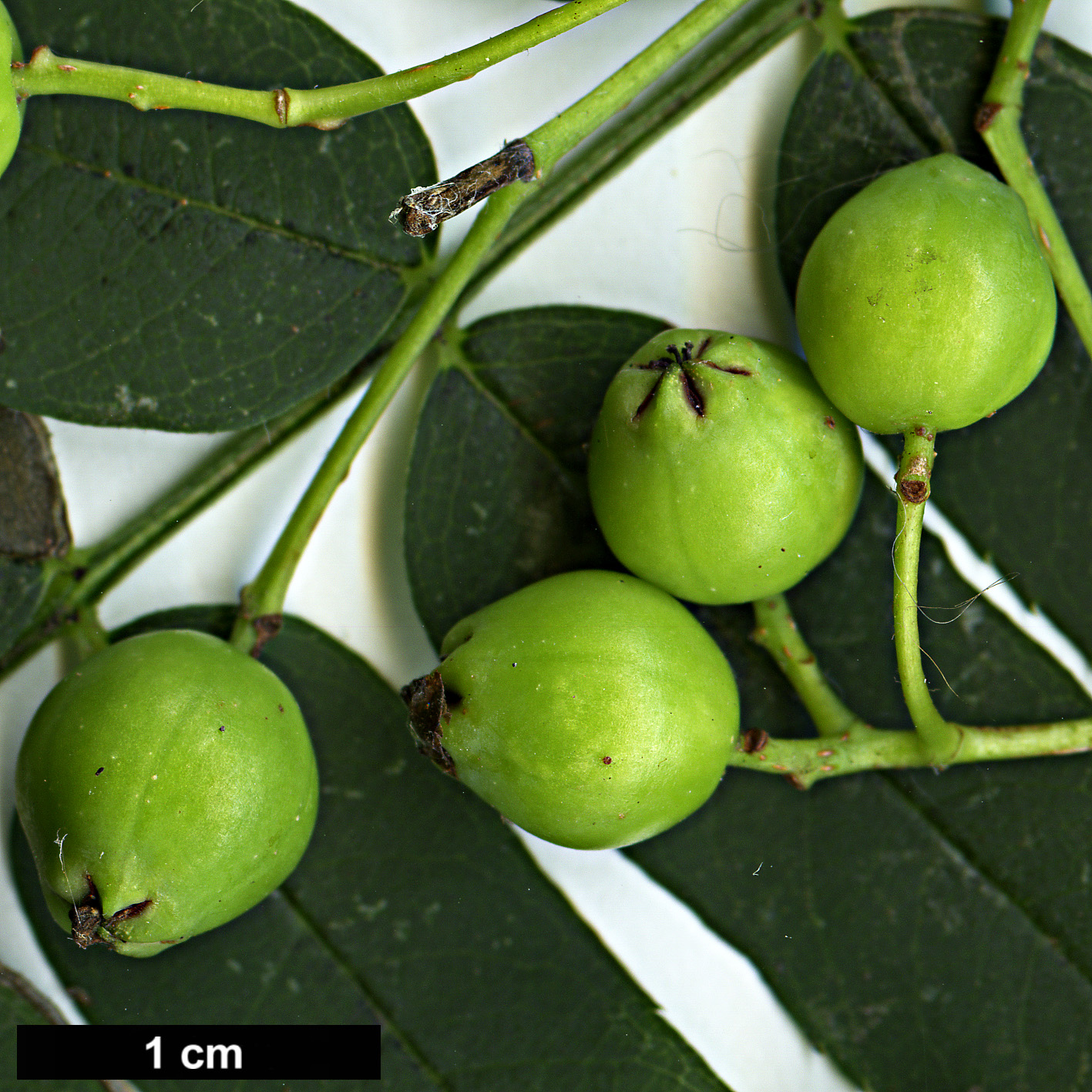 High resolution image: Family: Rosaceae - Genus: Sorbus - Taxon: HOWICK 1948 (S. aff. ovalis)